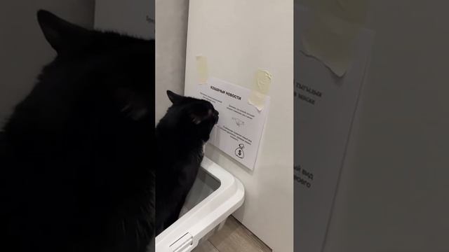 Котику в туалете тоже почитать надо)))