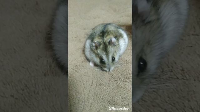Хома и я