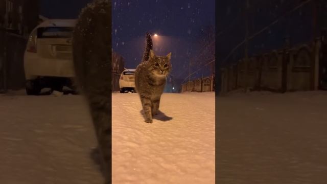 ЗИМА. СНЕГ ИДЁТ. КОТИК