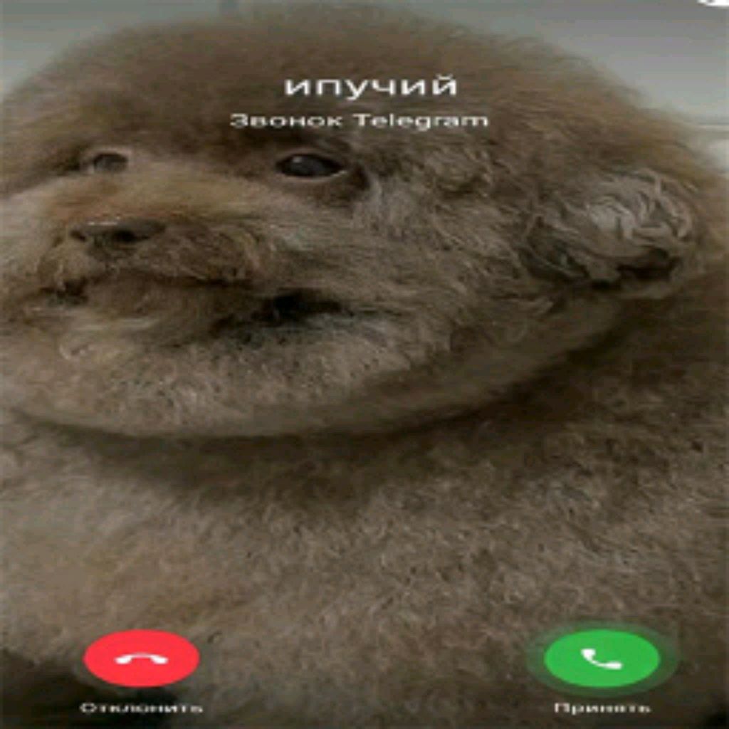 не последняя трансляция..