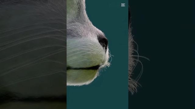 scene_output.mp4