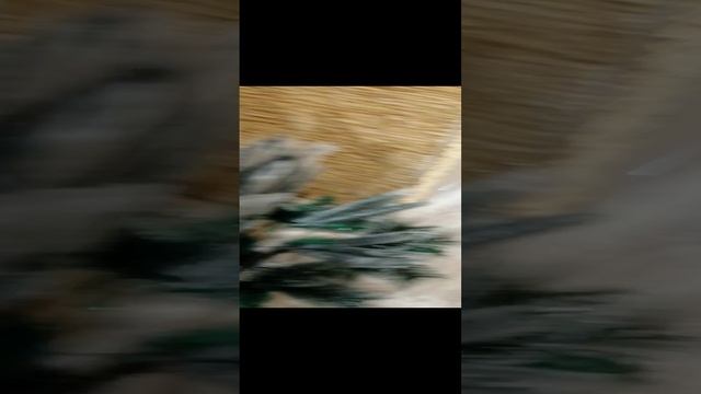 Тг мой Tolant5