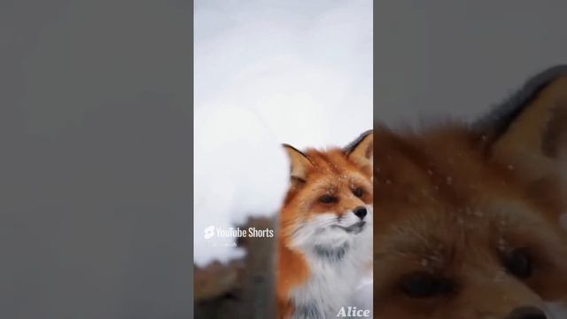 Lounge Lion-ivanish Alice#music#nature #alice#snow#fox