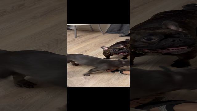 Бульдоги #животные#смешно