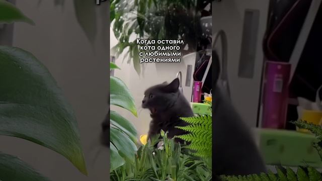 Пиши в комментариях, какие растения точно не вредны для котеек! Делись опытом!