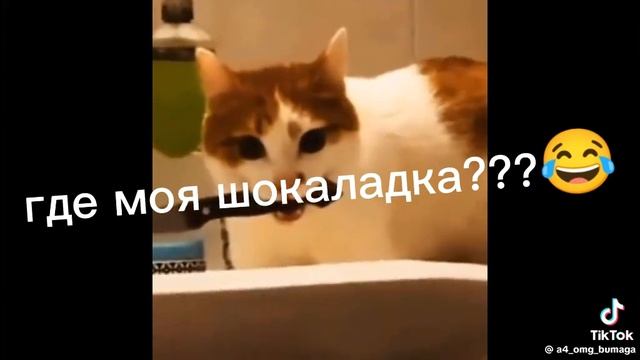 где моя шоколадка!!!