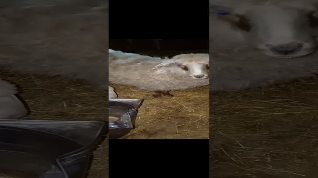 Животные в Деревне