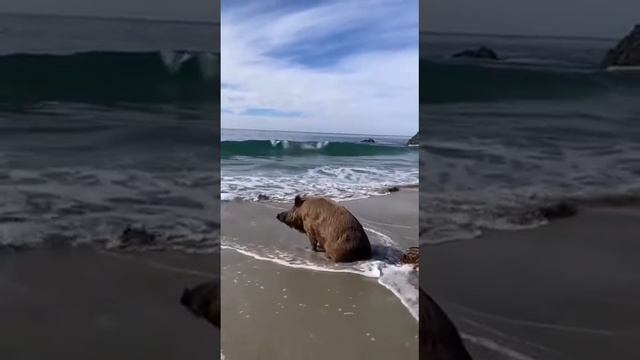 VID_20241130_131536_281.mp4