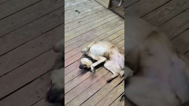 И тихо играет лезгинка😁😁😁😁
Такая она славная Ева Иванна😁