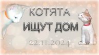 котята ищут дом