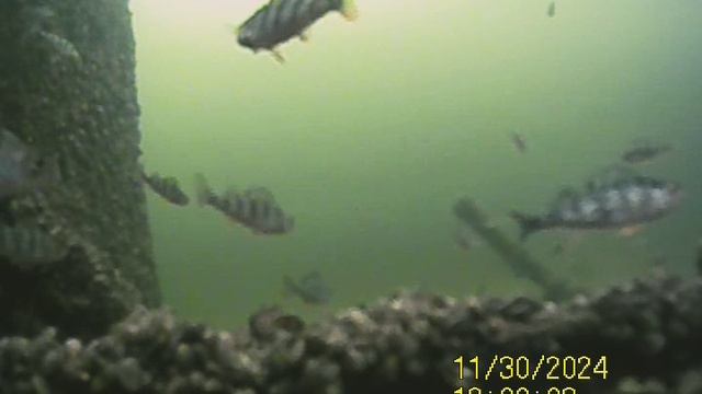 1000034047.mp4Волга гл.5м.30.11.2024г.