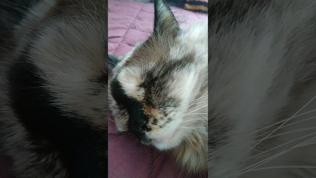 Кошки тоже храпят!