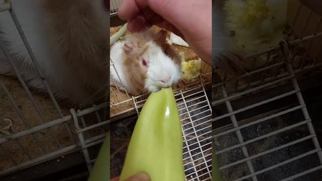 ужин