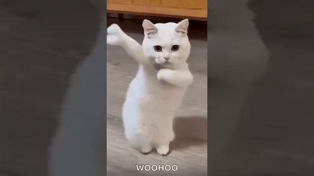 1000005288.mp4