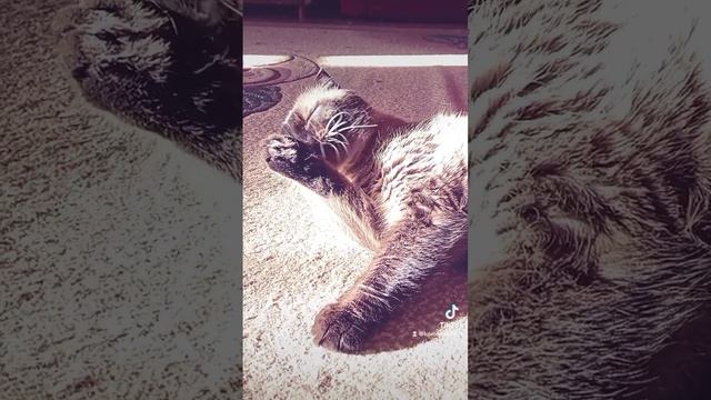 Мурчащими котами