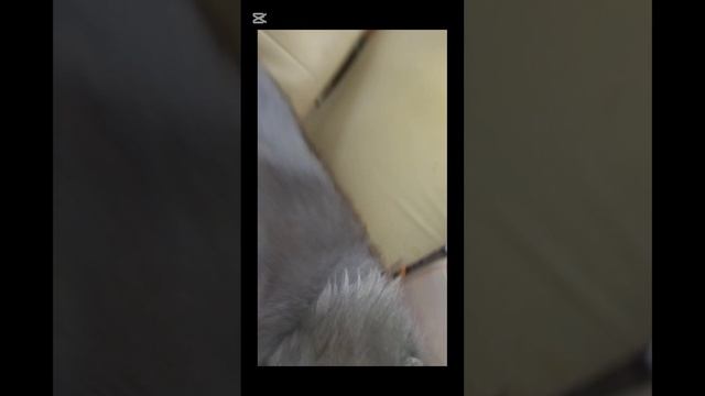 чипи чипи чапа чапа
