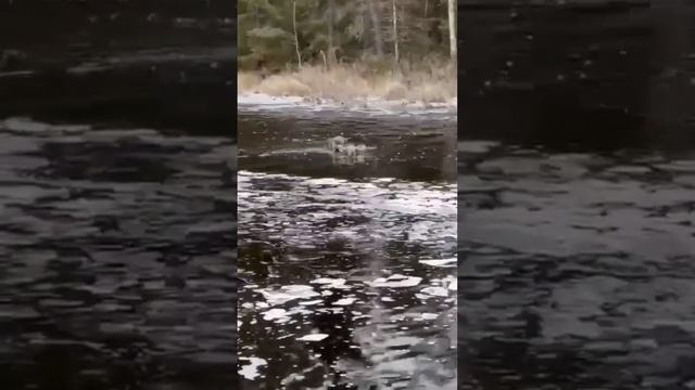 Лайка на лосе