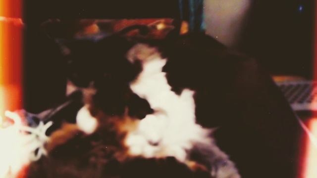 😽 Нянянянянянянянянян