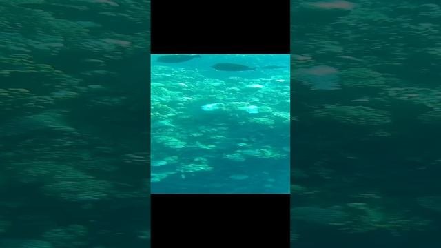 подводный мир Египта 2024