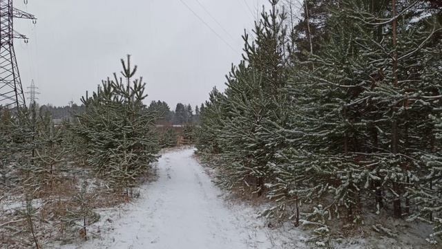 🎄Прогулка по зимнему лесу✌ Наряжаю 🎄