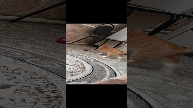 Кот .Домашний питомец.