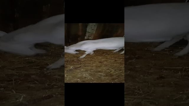 Животные в Деревне