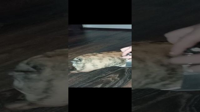 у Якурки новая шлейка