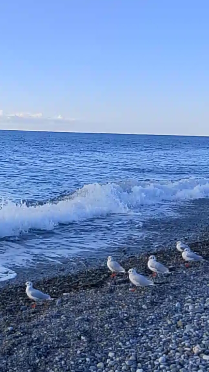 Берег в ноябре. Чайки, волны, галька