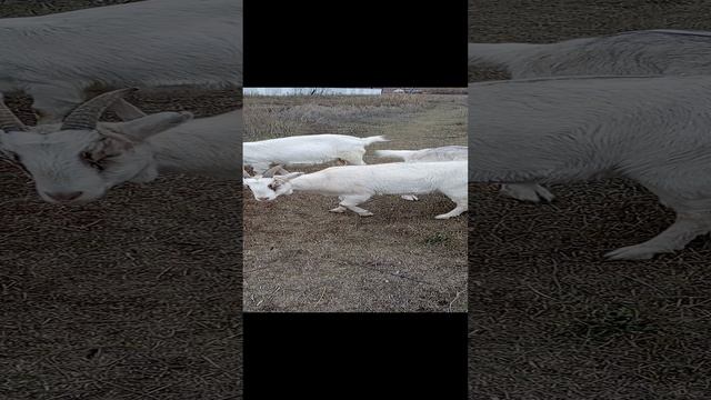 Животные Баран Козы