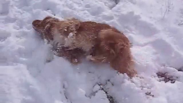 Первый снежок. Собачьи радости :) / First snowball. Doggy gladnesses