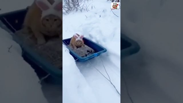 A cat on a sled ❄️🦮🛷🐈❄️