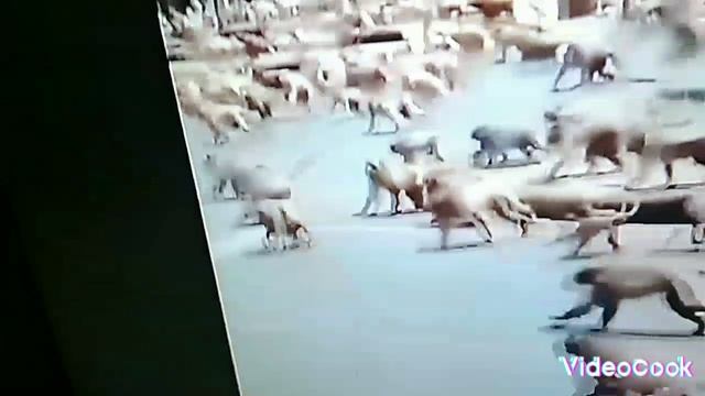 сабаки против абезьян