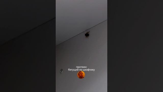 животный белок
