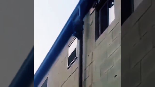 Звери рядом с нами