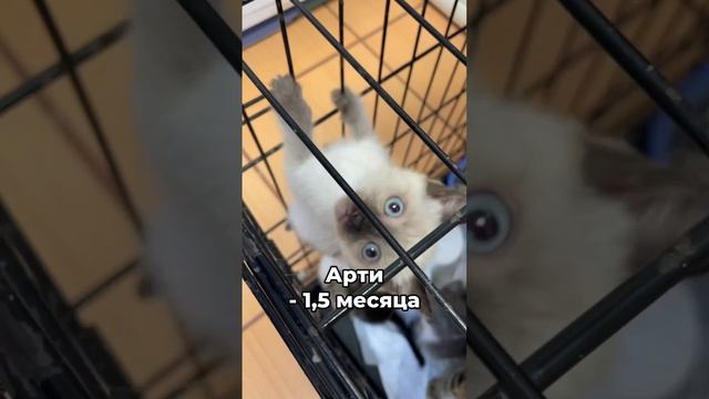 Перед покупкой котёнка... | Котята в приюте