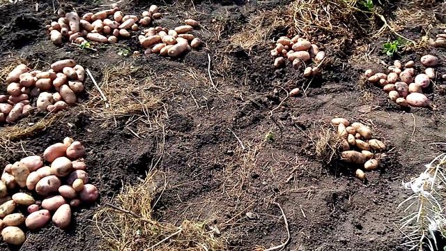 Картофельный сезон объявляется открытым!) Как мы с сыном картошку копал👨👦😊💪 12 августа 2023 год