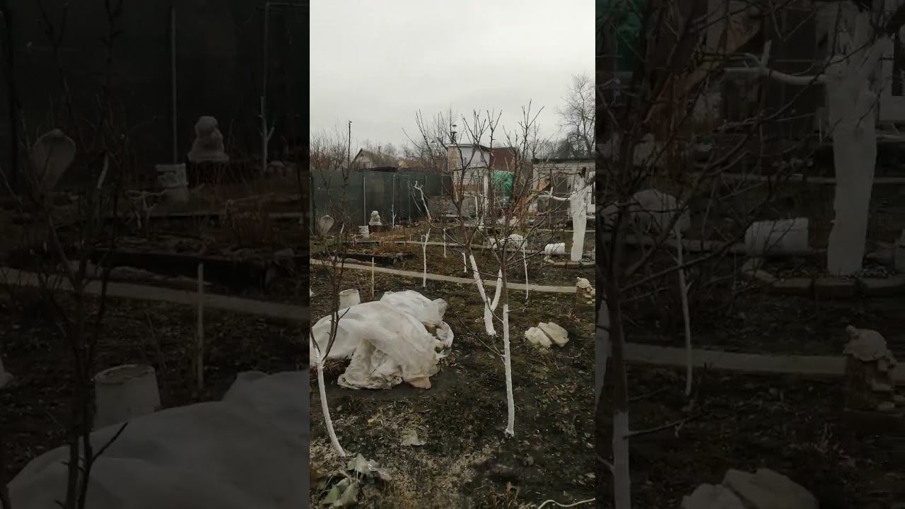побелка деревьев. #воронеж #дальниесады #2023 #садиогород #дачи