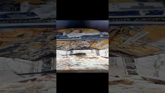1000033984.mp4яР/А."Кормушка".30.11.2024г.