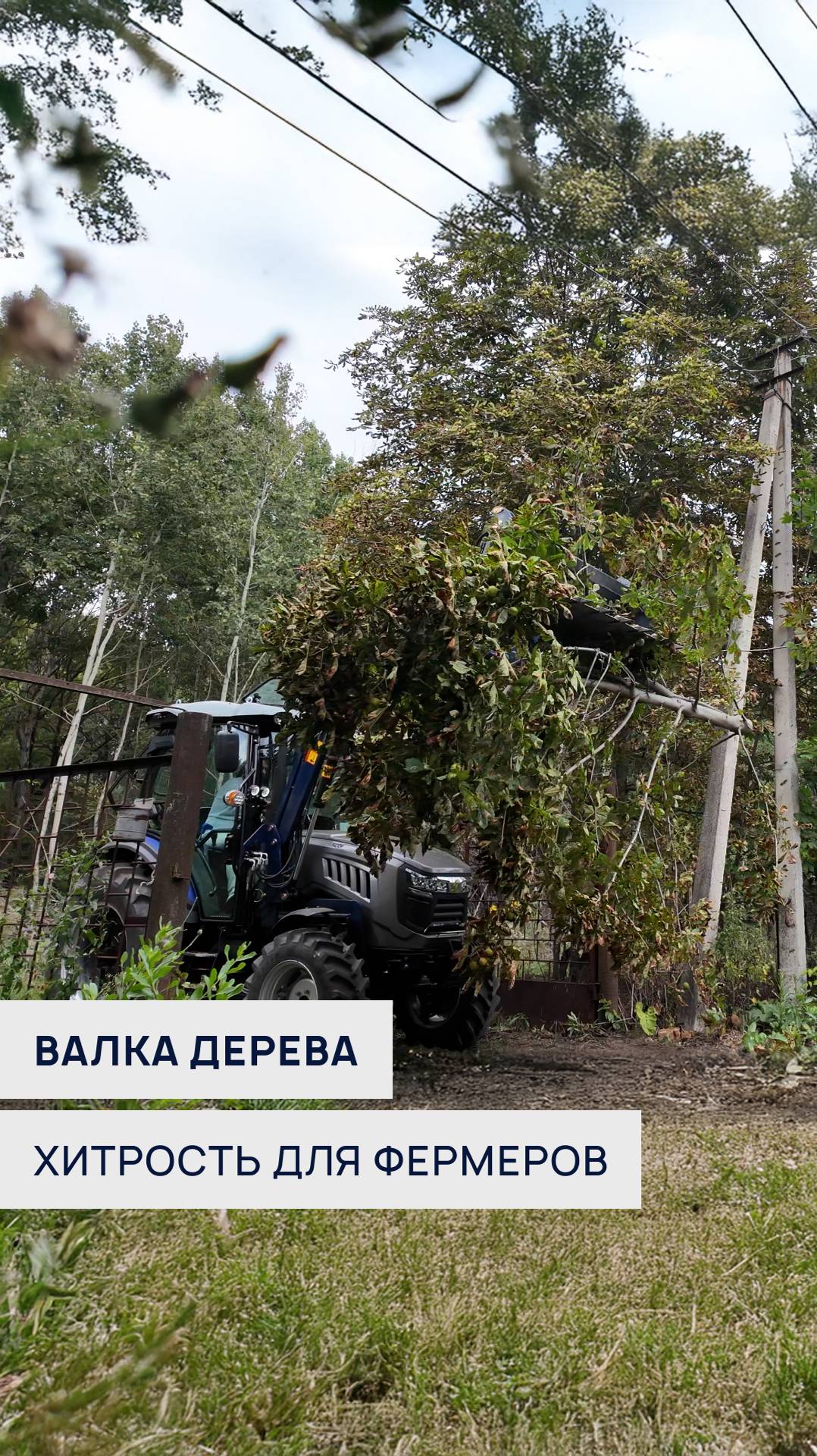 Как быстро повалить дерево тракторным погрузчиком: хитрость для фермеров! 🌳💪 #фермер #погрузчик