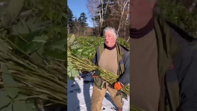 Заготавливаю бамбук для жалюзи