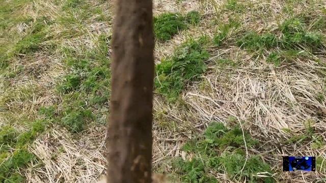 Вал чермета, да из серебра монета