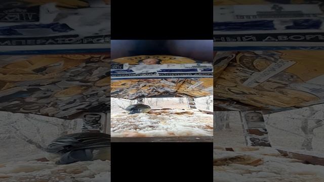 1000033982.mp4жизнь кормушки.30.11.2024г.