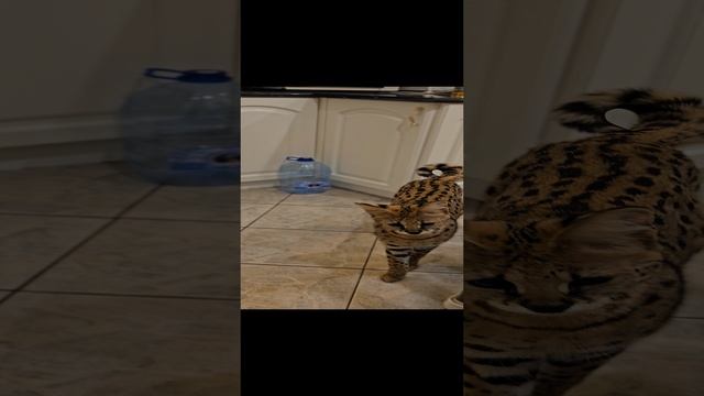 Сервал на кухне🐆😱