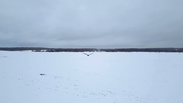 Молодой Орлан Белохвост. Вяземский район Смоленской области возле села Успенское.