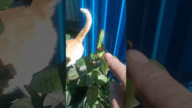 Роза Джумилия. Укоренили с букета покупную.  Эксперименты дяди Вити. В телеграмме больше видео.