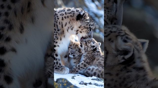 Snow Leopard Family: The World's Rarest Cats