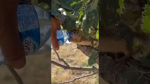 🆘Спасли зверюшку от обезвоживания.

С какой жаждой она пьет, не отпускает бутылочкут