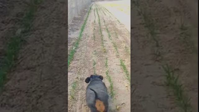 Спортсмен
