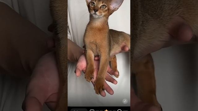 породистый котенок абиссинской кошки