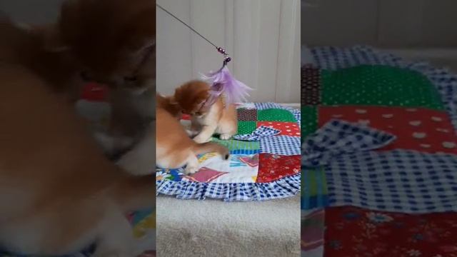 Британские котята